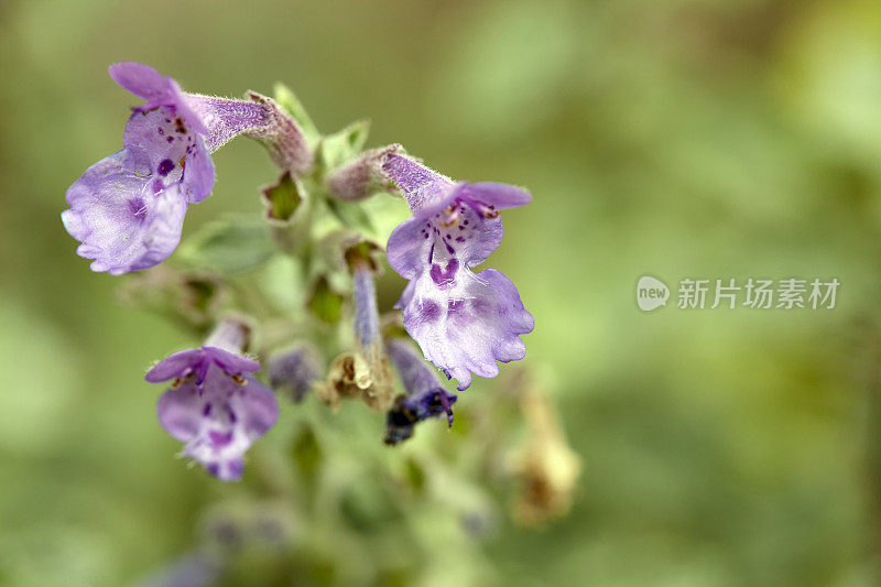 Nepeta faassenii花的特写